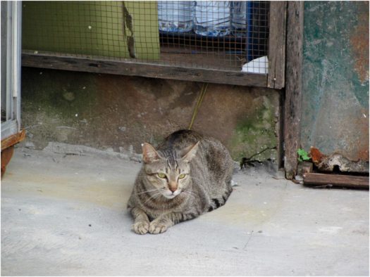 Кошка в Нячанге